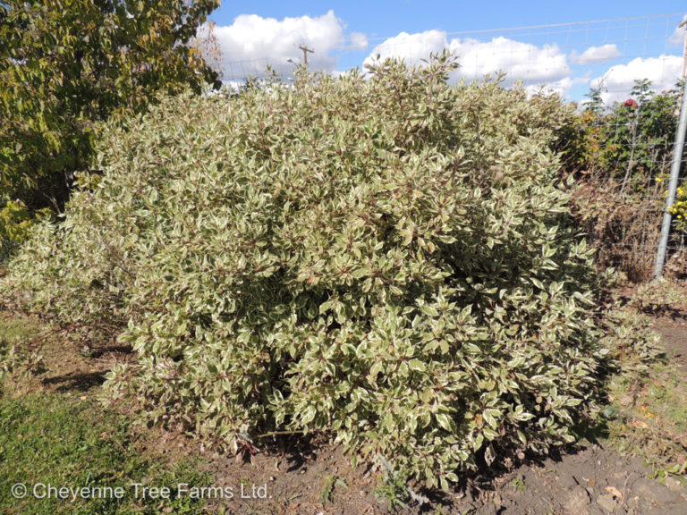 Dogwood Silver Leaf Cheyenne Tree Farm Trees, Shrubs, Perennials