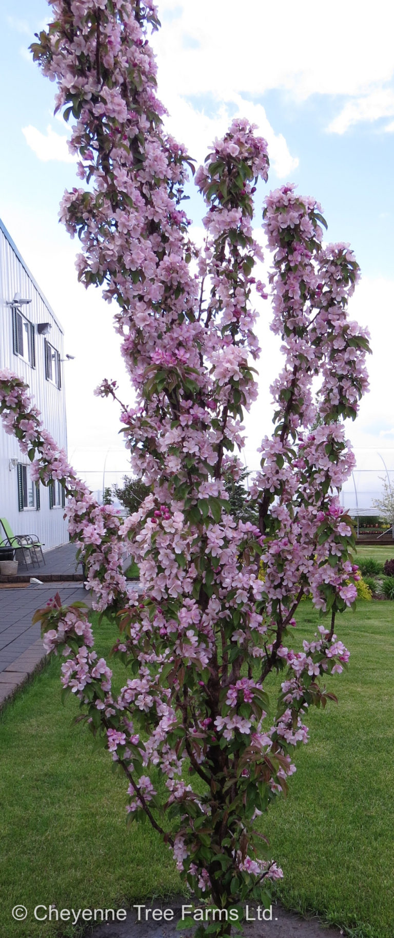 CTF Malus ‘Jefgreen’ EMERALD SPIRE Columnar Flowering Crabapple2762