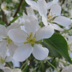 Crabapple – Starlite Flowering