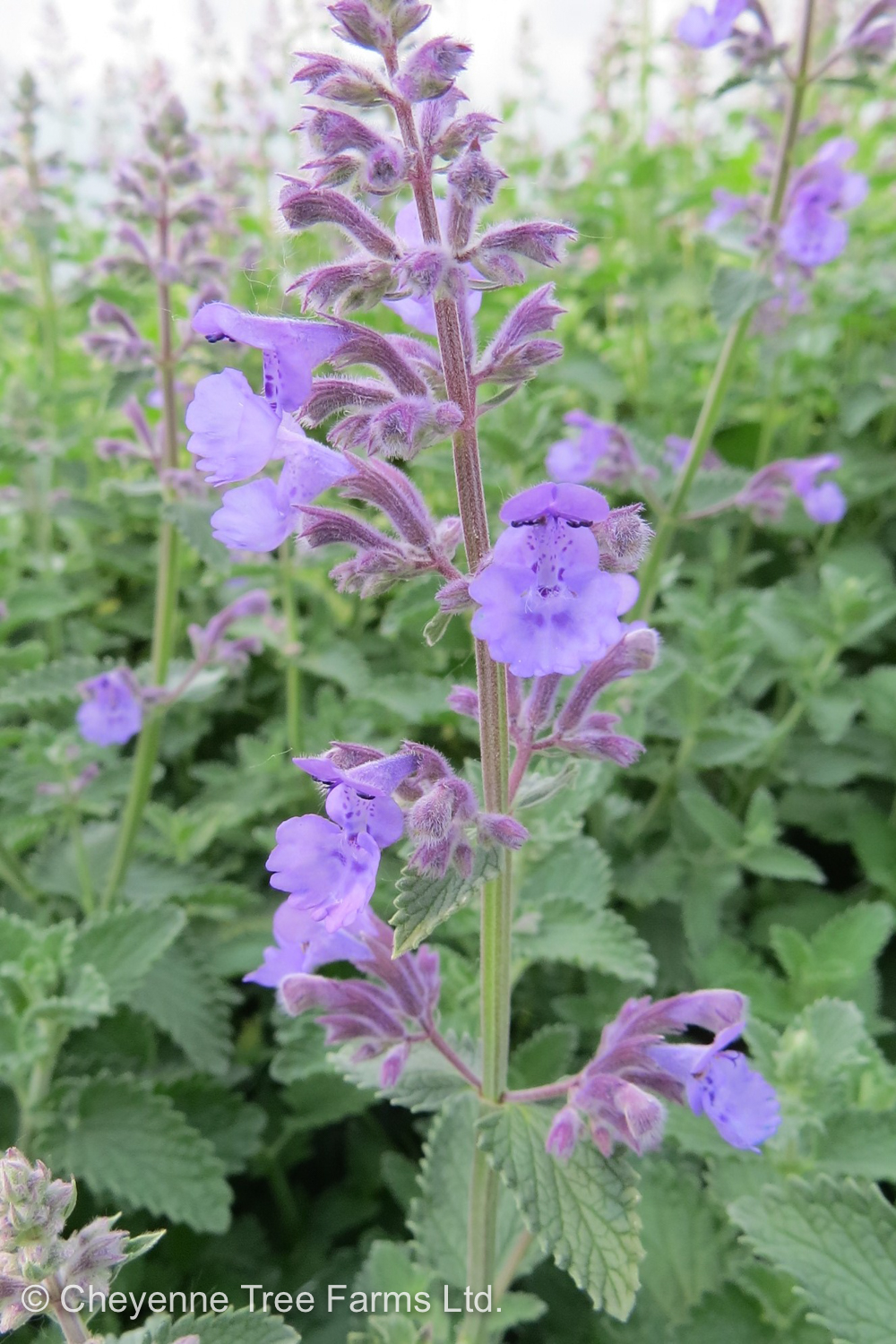 Catmint Walker’s Low Cheyenne Tree Farm Trees, Shrubs, Perennials