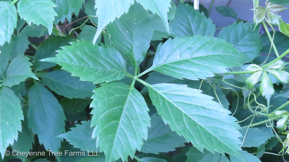 Virginia Creeper Vine Cheyenne Tree Farm Trees, Shrubs, Perennials
