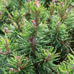 Pine Mugo – Slowmound