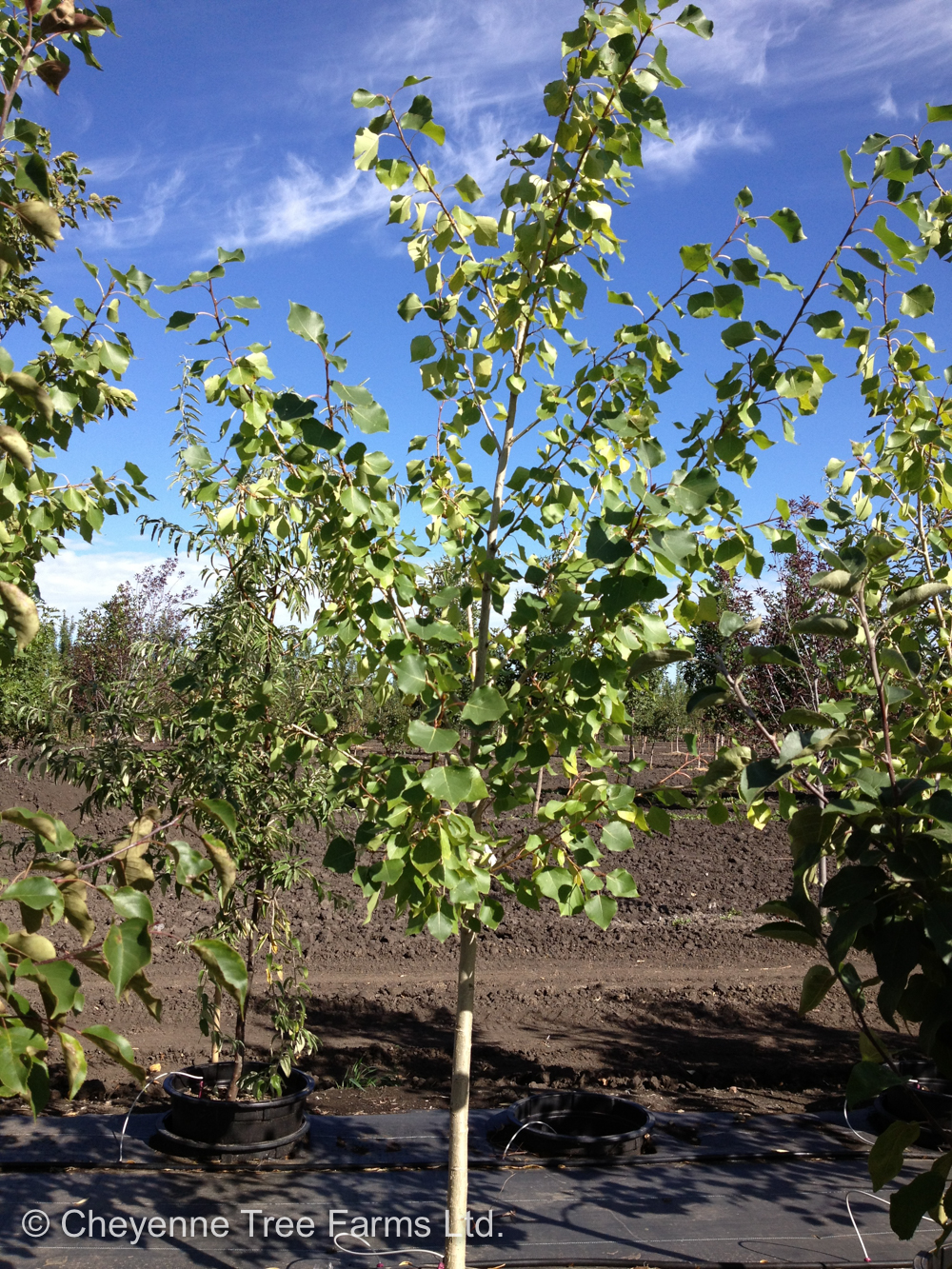 Balsam Poplar Cheyenne Tree Farm Trees, Shrubs, Perennials
