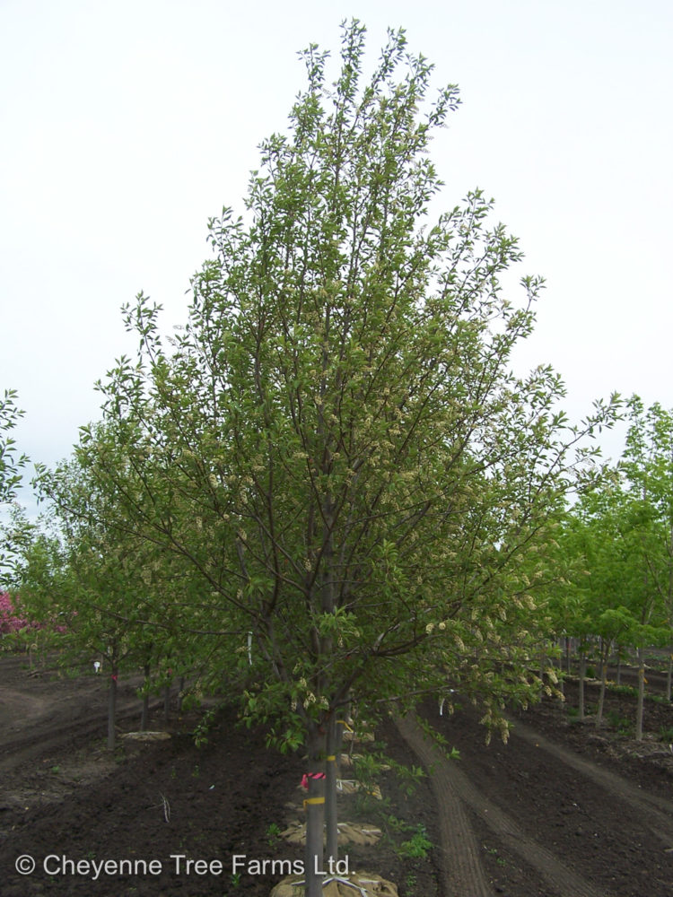 Chokecherry Bailey’s Select Schubert Cheyenne Tree Farm Trees