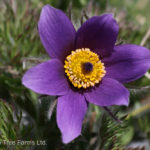 Pasque Flower – Purple