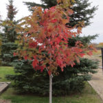 Maple – Autumn Blaze
