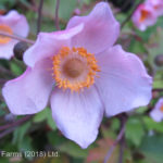 Windflower (Anemone) – Robustissima