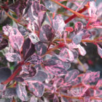 Barberry – Rose Glow