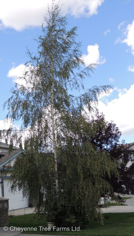 CTF Betula CUTLEAF WEEPING BIRCH DSCN1645-2084 – Cheyenne Tree Farm