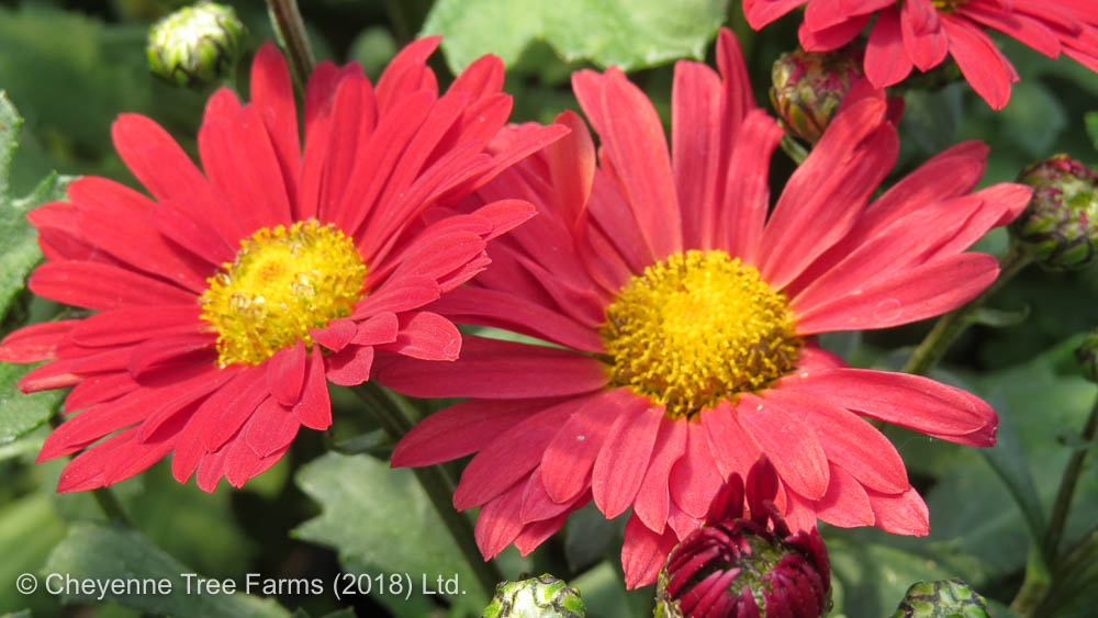 Daisy (Chrysanthemum) Mammoth Red Cheyenne Tree Farm Trees