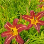 Daylily – Autumn Red