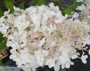 Hydrangea PEE GEE Hydrangea Shrub Beaumont, Alberta Edmonton, Alberta Tree Nursery, Greenhouse & Garden Centre