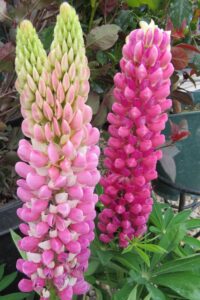 spikes, pink flowers, beaumont garden centre