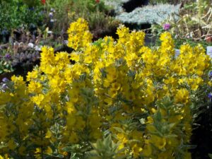 yellow flowers, variegated foliage, cut flowers, beaumont garden center