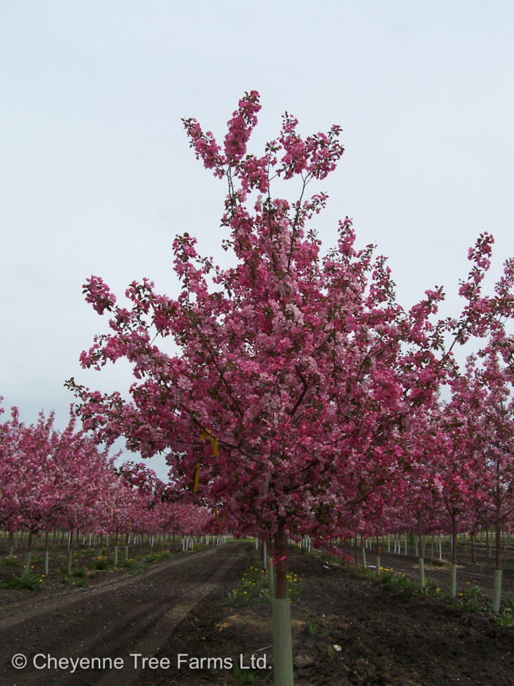 Crabapple Rudolph Flowering Cheyenne Tree Farm Trees, Shrubs