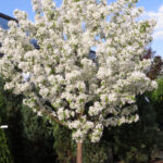 Crabapple – Spring Snow Flowering