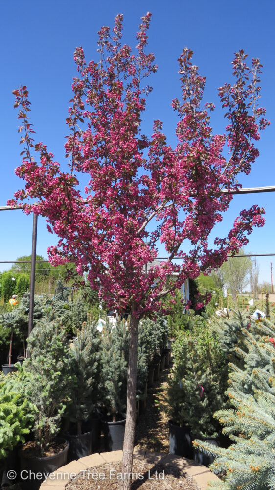 Crabapple Thunderchild Flowering Cheyenne Tree Farm Trees, Shrubs