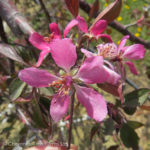 Crabapple Weeping – Royal Beauty Flowering