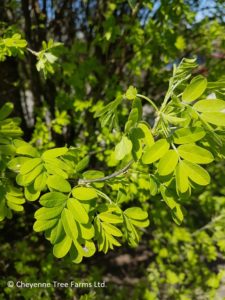 Caragana Common Caragana Shrub Tree Beaumont, Alberta Edmonton, Alberta Tree Nursery, Greenhouse & Garden Centre