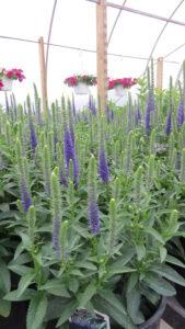 blue flowers, spiky flowers, beaumont garden centre, leduc greenhouse, wetaskiwin camrose