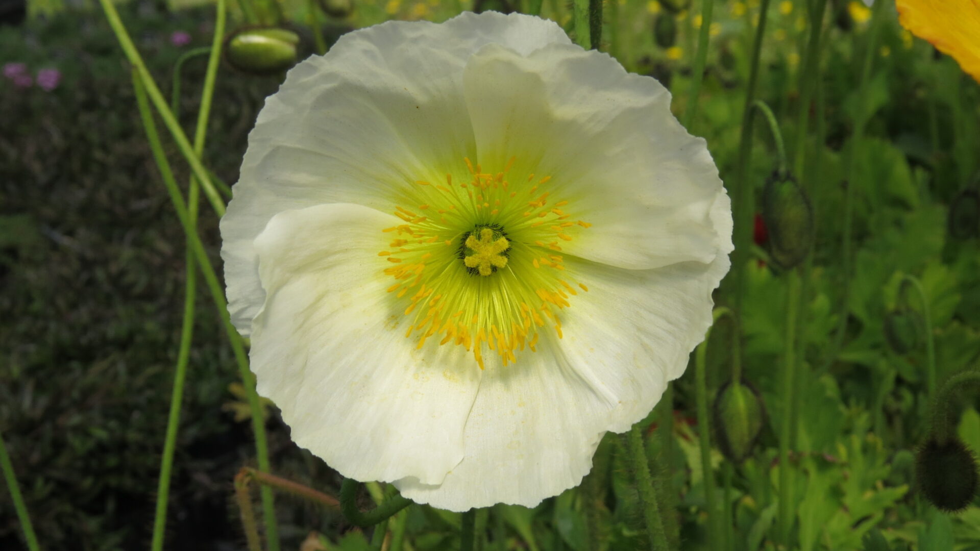 Poppy Iceland Champagne Bubbles Cheyenne Tree Farm Trees, Shrubs
