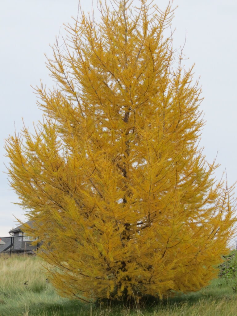 Larch Siberian Cheyenne Tree Farm Trees, Shrubs, Perennials