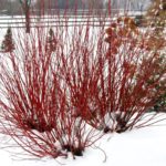 Dogwood – Arctic Fire® Red
