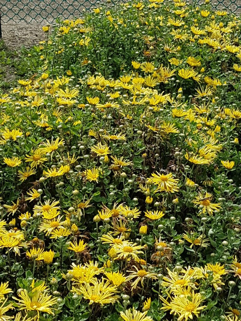 Daisy (Chrysanthemum) Mammoth Yellow Quill Cheyenne Tree Farm