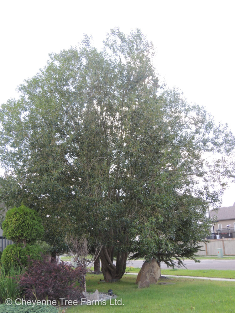 Willow Laurel Leaf Cheyenne Tree Farm Trees, Shrubs, Perennials