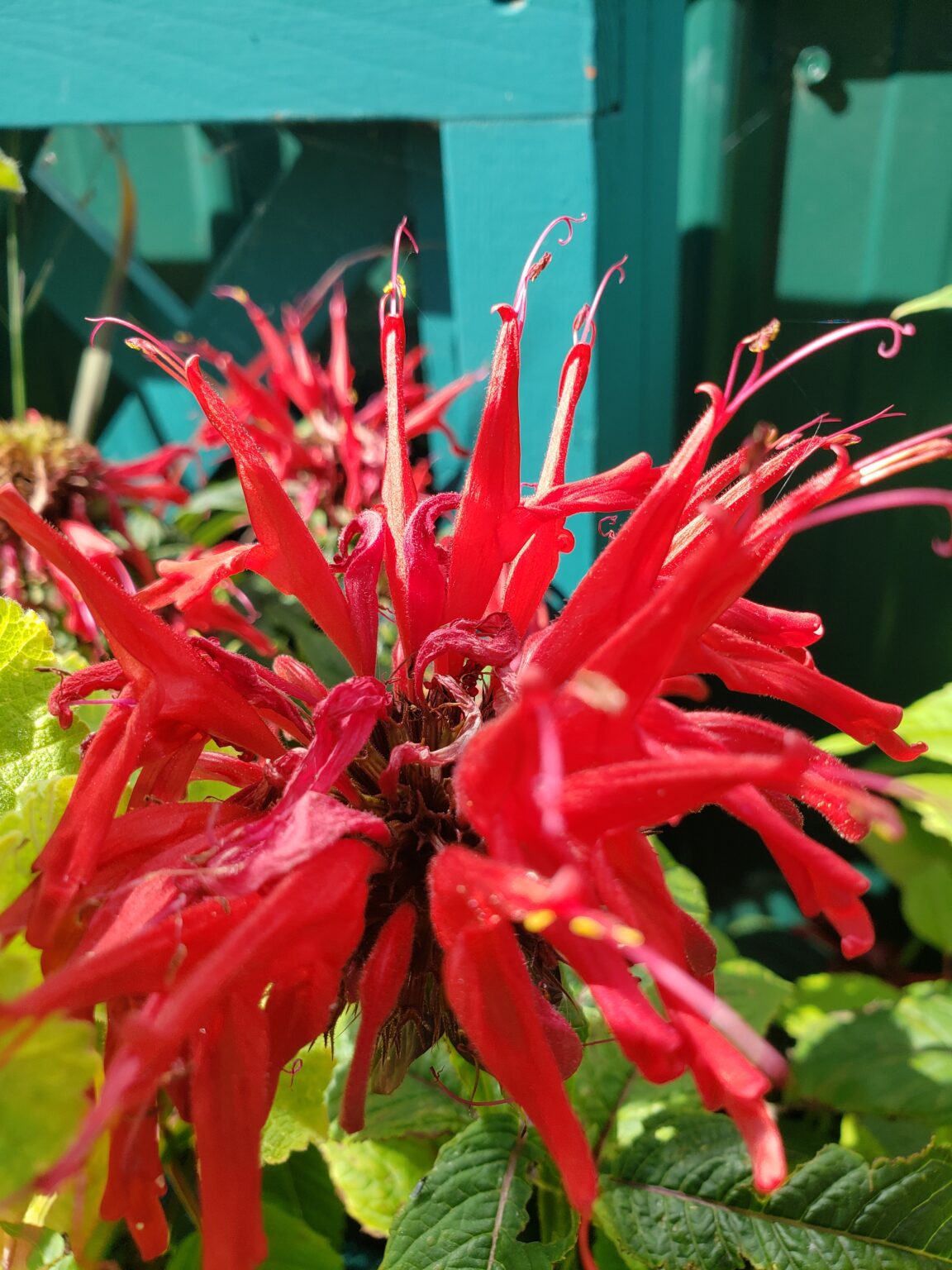 Bee Balm Jacob Cline Cheyenne Tree Farm Trees, Shrubs, Perennials Edmonton Nursery Bee Balm Jacob Cline Cheyenne Tree Farm Trees, Shrubs, Perennials Edmonton Nursery
