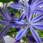 Blue Triumphator African Lily