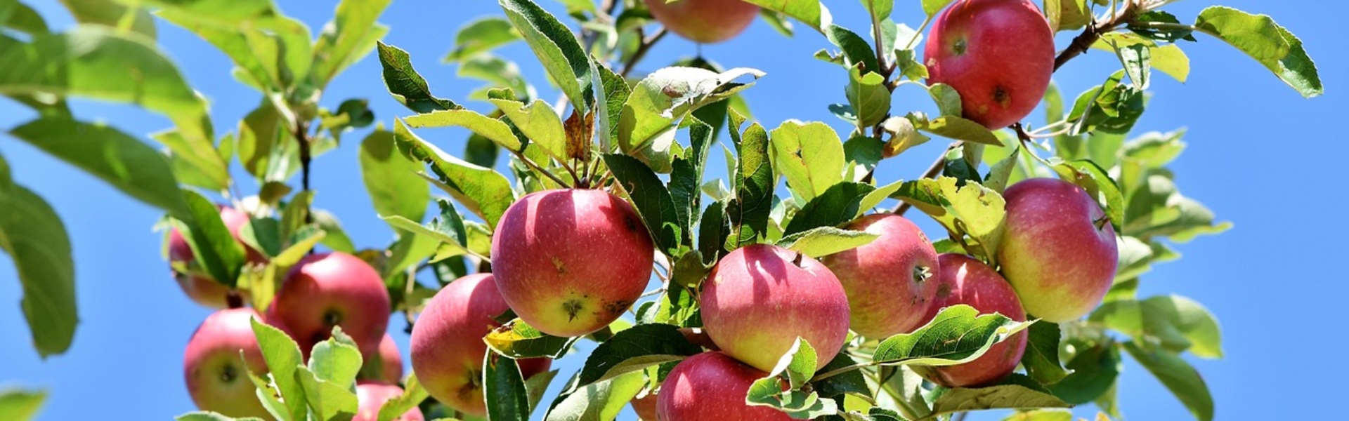 APPLE TREE PIC