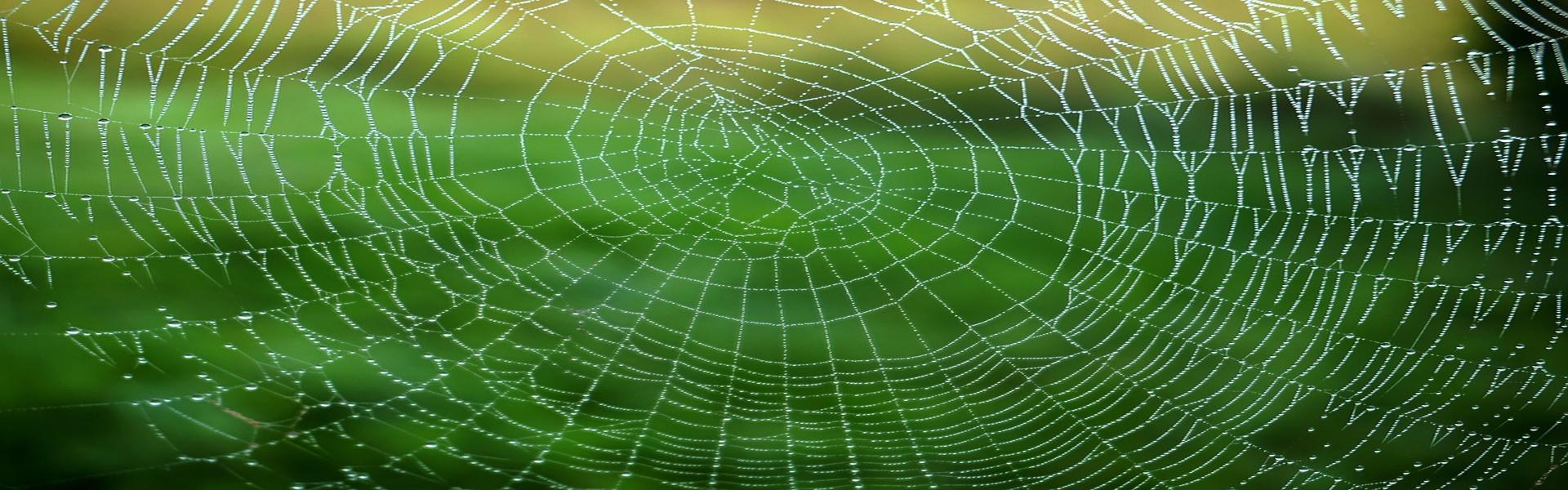 COBWEB WITH DEW PIC