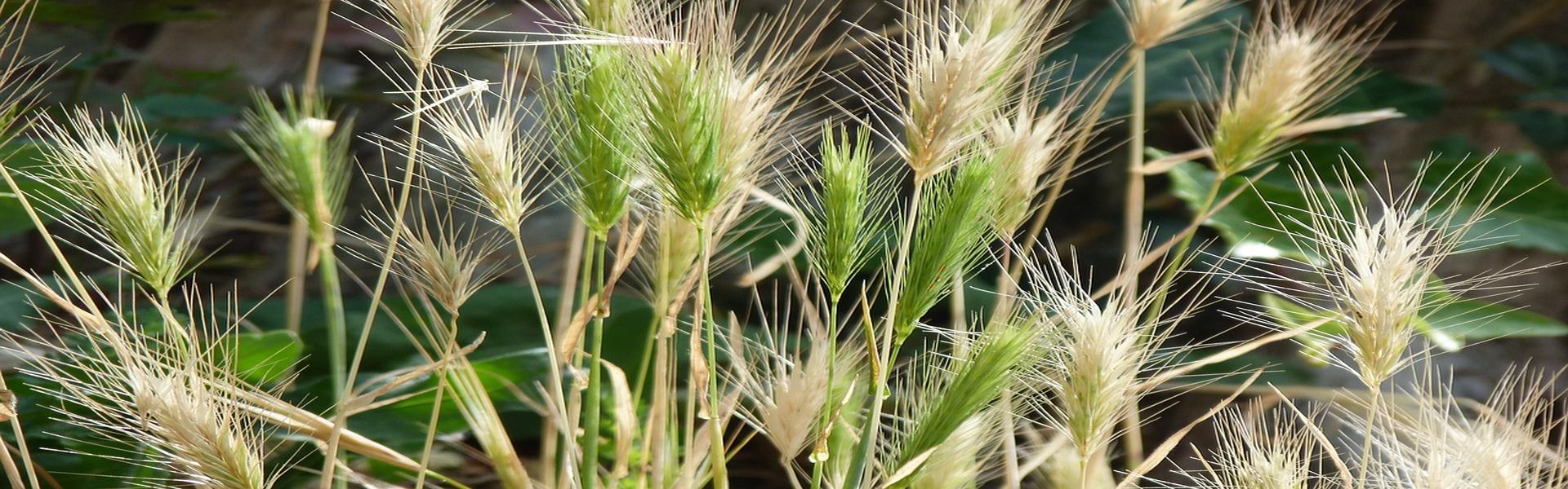 GRASS SEED HEADS