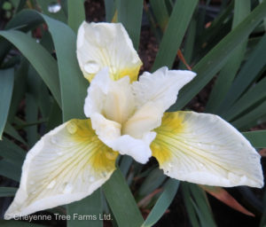 Iris Siberian – Butter & Sugar
