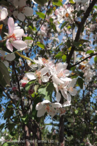 Crabapple – Courageous Flowering