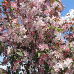 Malus 'Durlawrence' COURAGEOUS Flowering Crabapple Tree Beaumont, Alberta Edmonton, Alberta Tree Nursery, Greenhouse & Garden Centre
