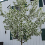 Malus 'Jeflite' STARLITE Flowering Crabapple Tree Beaumont, Alberta Edmonton, Alberta Tree Nursery, Greenhouse & Garden Centre