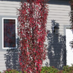 Malus 'Jefspire' PURPLE SPIRE Flowering Crabapple Tree Beaumont, Alberta Edmonton, Alberta Tree Nursery, Greenhouse & Garden Centre