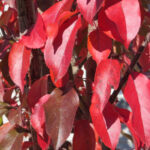 Malus 'Jefspire' PURPLE SPIRE Flowering Crabapple Tree Beaumont, Alberta Edmonton, Alberta Tree Nursery, Greenhouse & Garden Centre