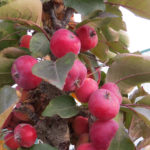 Malus 'Jefspire' PURPLE SPIRE Flowering Crabapple Tree Beaumont, Alberta Edmonton, Alberta Tree Nursery, Greenhouse & Garden Centre