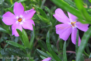 Phlox Creeping – Emerald Pink