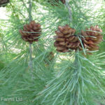 Pinus PONDEROSA Pine Conifer Evergreen Tree Beaumont, Alberta Edmonton, Alberta Tree Nursery, Greenhouse & Garden Centre
