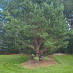 Pinus PONDEROSA Pine Conifer Evergreen Tree Beaumont, Alberta Edmonton, Alberta Tree Nursery, Greenhouse & Garden Centre