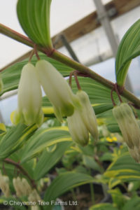 Solomon’s Seal – Variegated