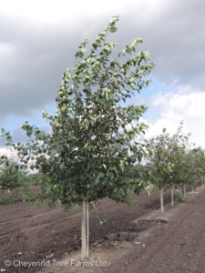 Poplar – Northwest