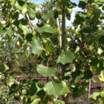 Populus balsamifera BALSAM Poplar Tree