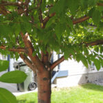 Prunus AMUR CHERRY Tree