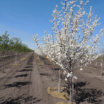 Prunus nigra PRINCESS KAY Plum Tree
