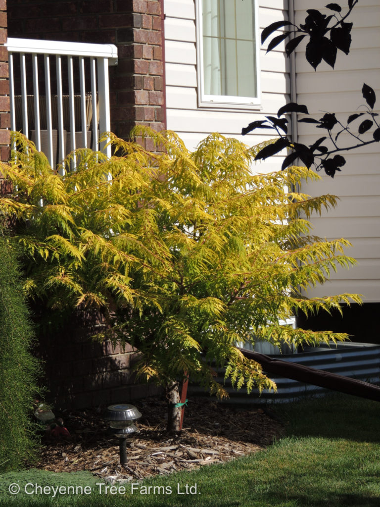 Sumac – Tiger Eyes® Cutleaf Staghorn – Cheyenne Tree Farm – Trees ...